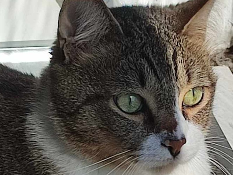 Pet Wealth with Danita