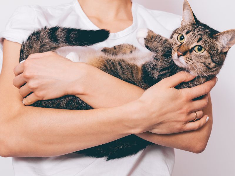 Top 10 Essential Tips for First-Time Pet Owners