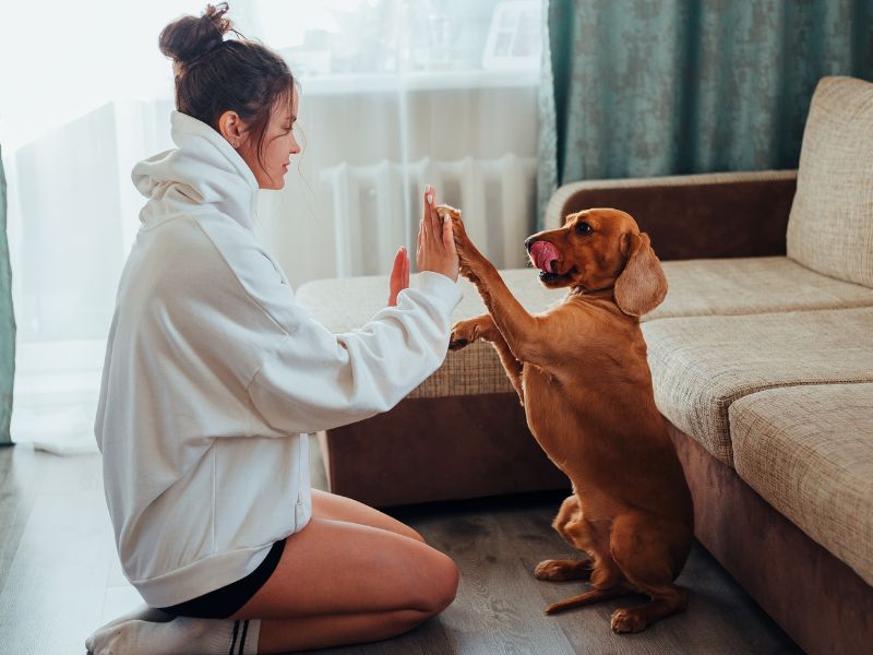 Top 10 Essential Tips for First-Time Pet Owners