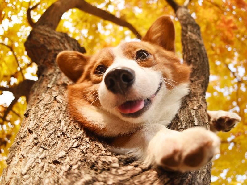 Pet Wealth with Danita
