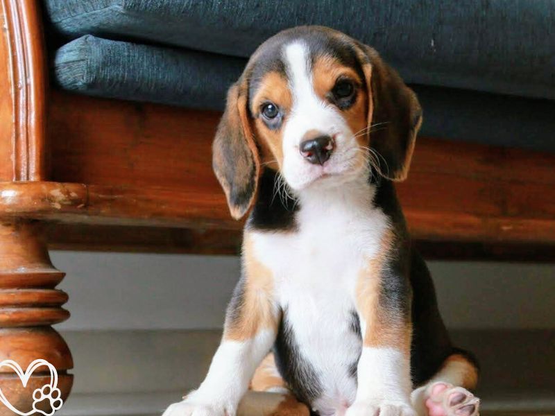 Beagle