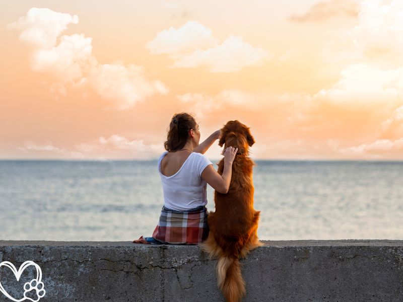 How to Handle Separation Anxiety in Pets?