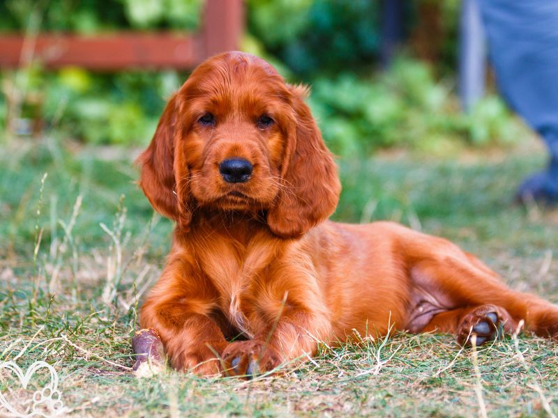 Irish Setter