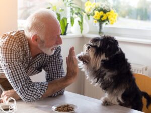 The Benefits of Adopting a Senior Pet