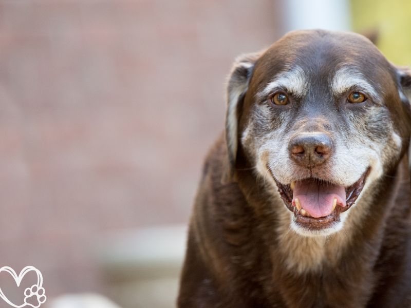 The Benefits of Adopting a Senior Pet