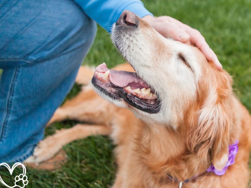 The Benefits of Adopting a Senior Pet