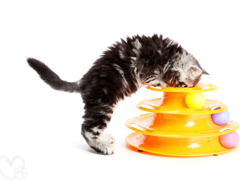 The Best Interactive Toys for Cats 