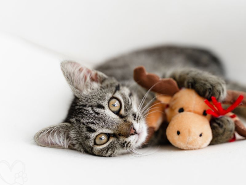 The Best Interactive Toys for Cats 