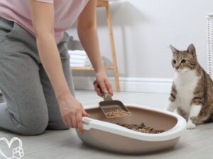 The Best Litter Boxes for Cats From Basic to High-Tech