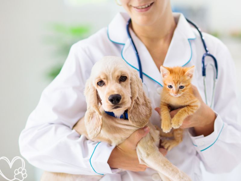 Top 5 Signs Your Pet Needs to See a Vet