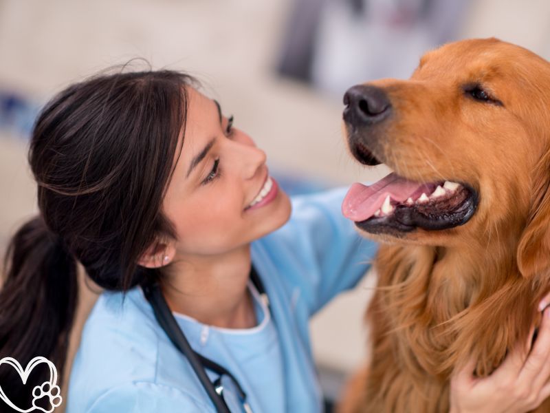 Top 5 Signs Your Pet Needs to See a Vet