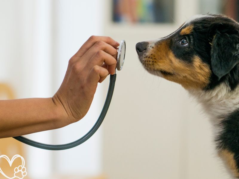 Top 5 Signs Your Pet Needs to See a Vet