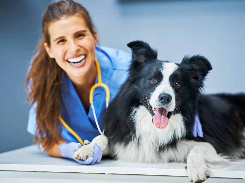 Find a Good Veterinarian