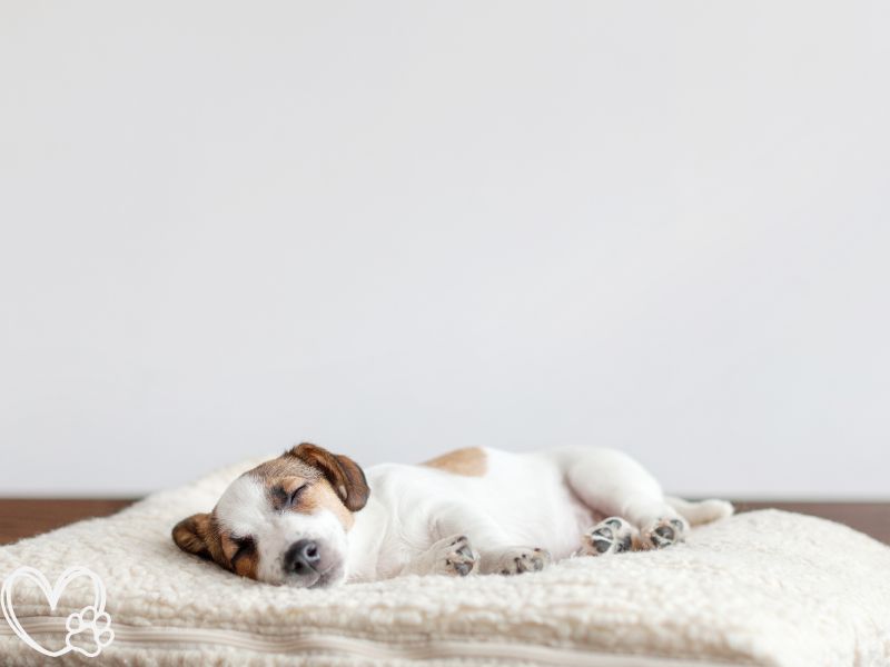 Creating the Perfect Sleeping Environment for Your Pet