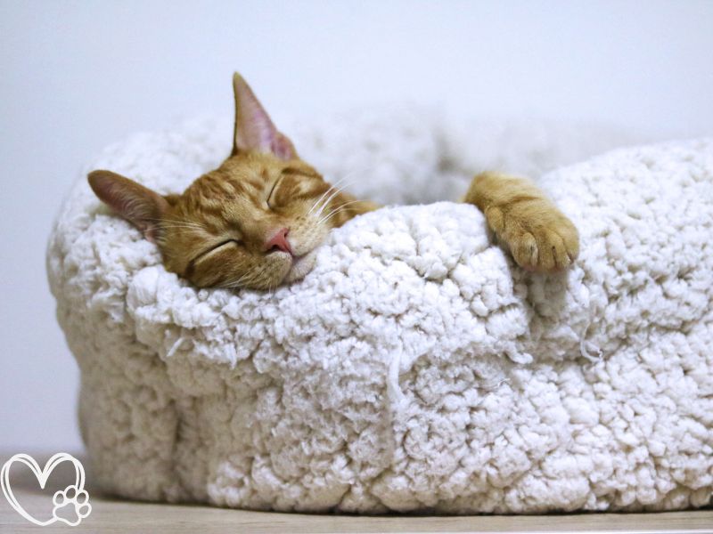 Creating the Perfect Sleeping Environment for Your Pet