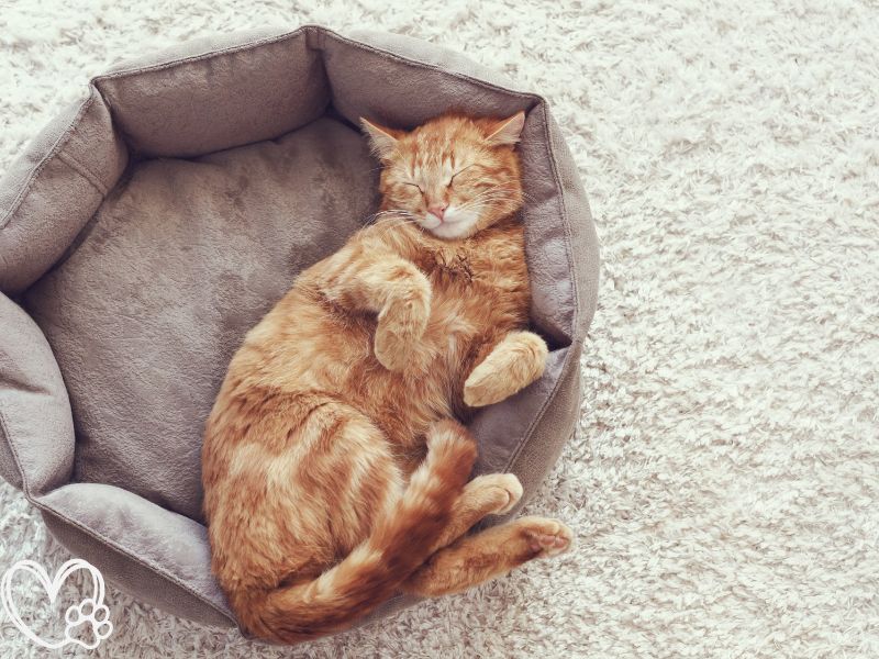 Creating the Perfect Sleeping Environment for Your Pet