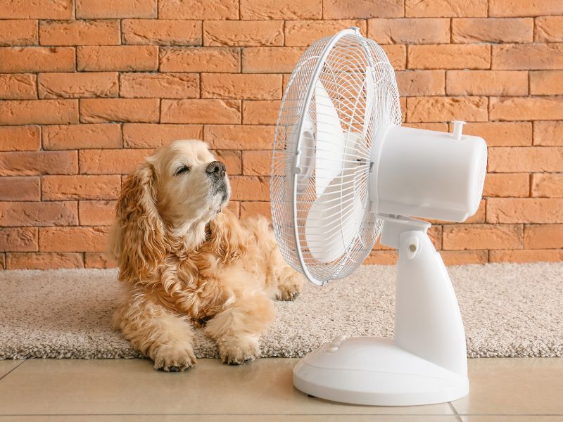 How to Keep Your Pet Cool in Hot Weather