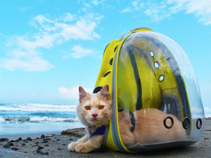 How to Travel with Your Pet Tips for a Stress-Free Journey