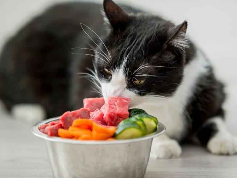 The Pros and Cons of Raw Diets for Pets