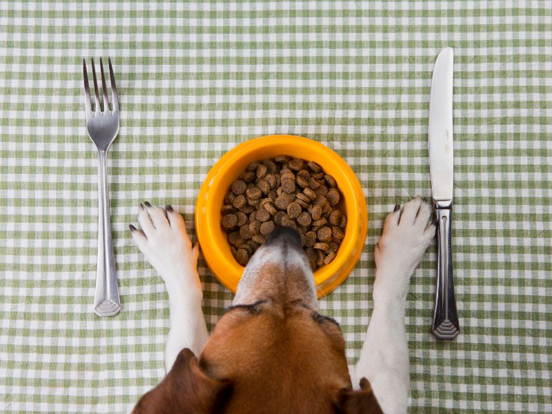 The Pros and Cons of Raw Diets for Pets