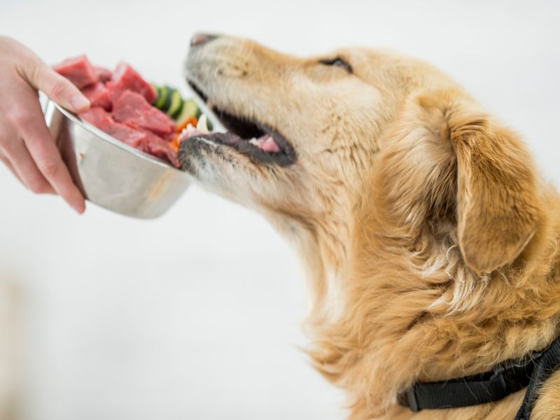 The Pros and Cons of Raw Diets for Pets