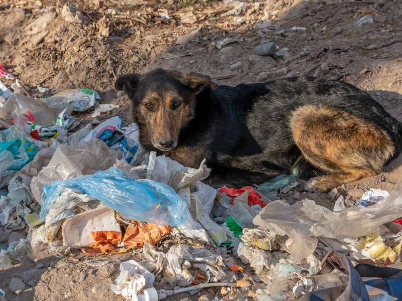 The Silent Heartbreak Why Abandoning Your Pet Hurts More Than You Know