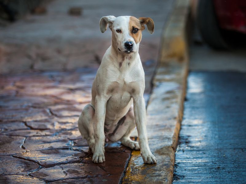 The Silent Heartbreak Why Abandoning Your Pet Hurts More Than You Know