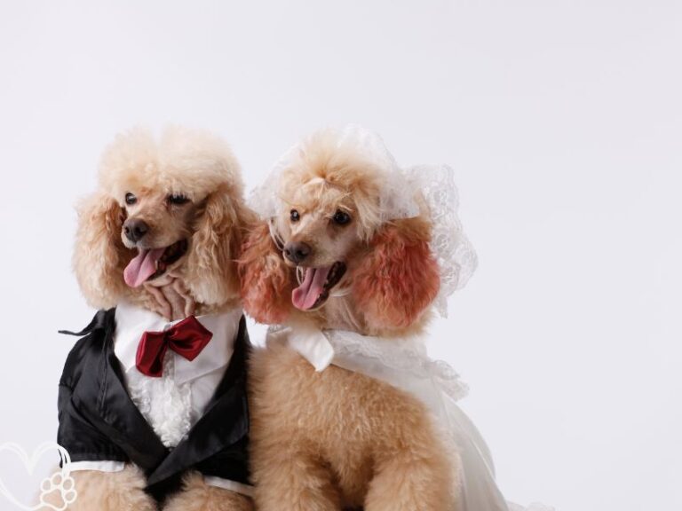 The Ultimate Guide to Planning Your Pup's Perfect Wedding Barks, Bows, and I Do's