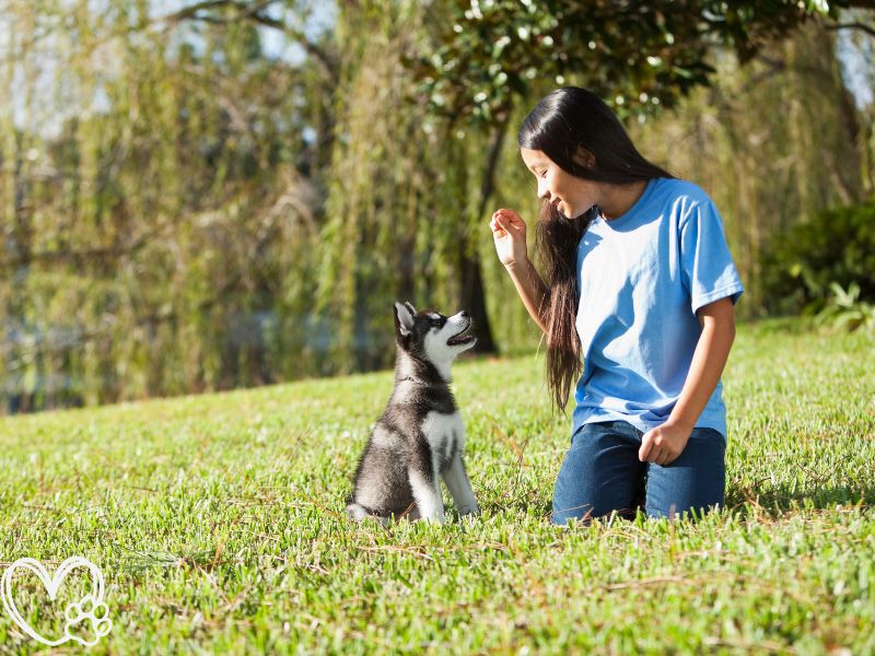 The Ultimate Guide to Puppy Training Raising a Happy, Well-Behaved Canine Companion