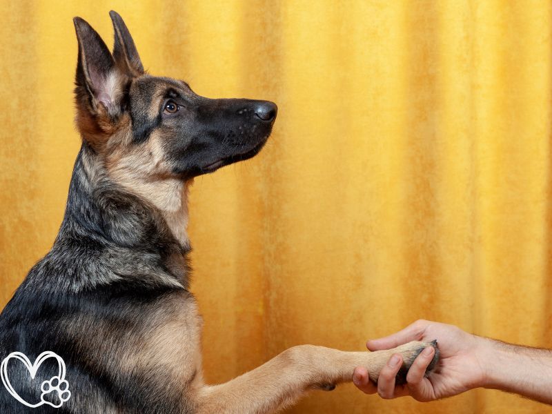 The Ultimate Guide to Puppy Training Raising a Happy, Well-Behaved Canine Companion