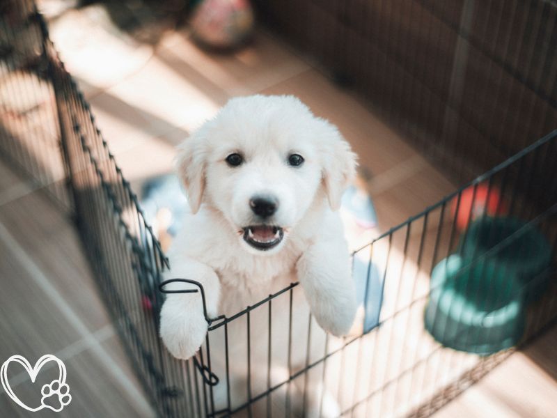 The Ultimate Guide to Puppy Training Raising a Happy, Well-Behaved Canine Companion