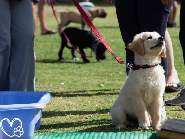 The Ultimate Guide to Puppy Training Raising a Happy, Well-Behaved Canine Companion