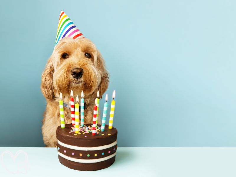 Ultimate Guide to Throwing a Memorable Pet Birthday Party