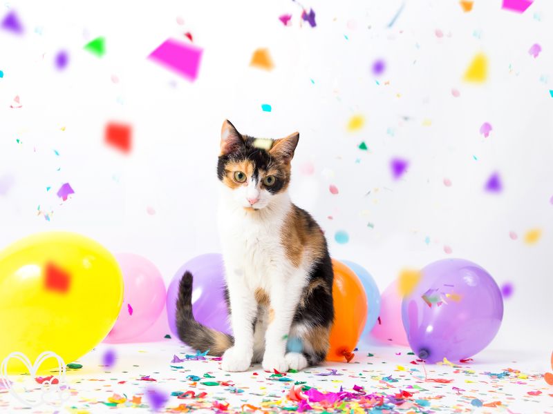 Ultimate Guide to Throwing a Memorable Pet Birthday Party