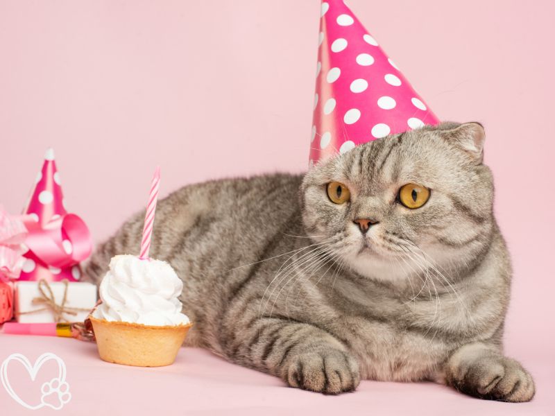 Ultimate Guide to Throwing a Memorable Pet Birthday Party