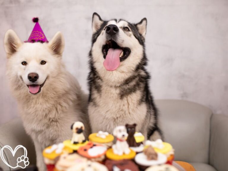 Ultimate Guide to Throwing a Memorable Pet Birthday Party