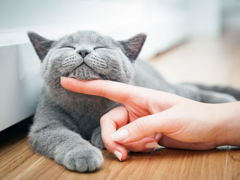 Understanding Your Cat’s Body Language