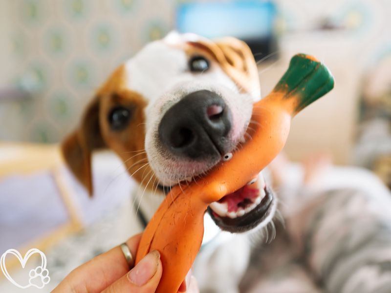 Best Interactive Dog Toys for Mental Stimulation