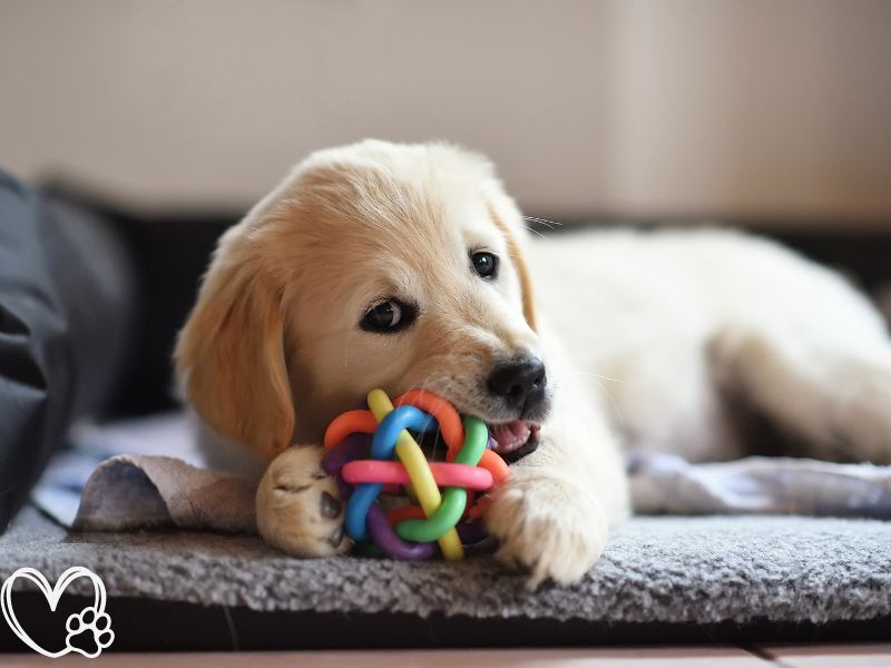 Best Interactive Dog Toys for Mental Stimulation