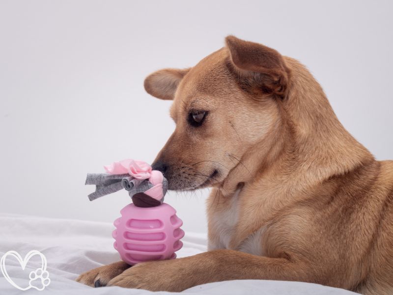 Best Interactive Dog Toys for Mental Stimulation