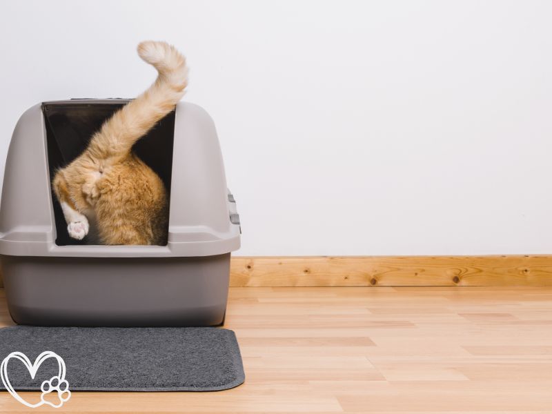 How to Train Your Cat to Use a Litter Box