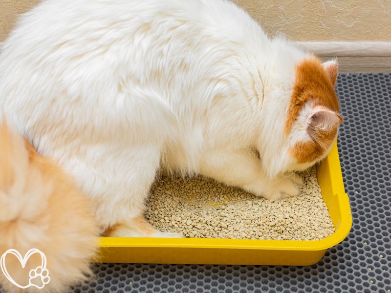 How to Train Your Cat to Use a Litter Box