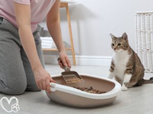 How to Train Your Cat to Use a Litter Box