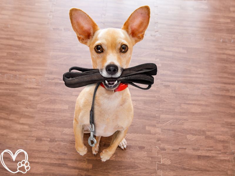 How to Train Your Dog to Walk on a Leash