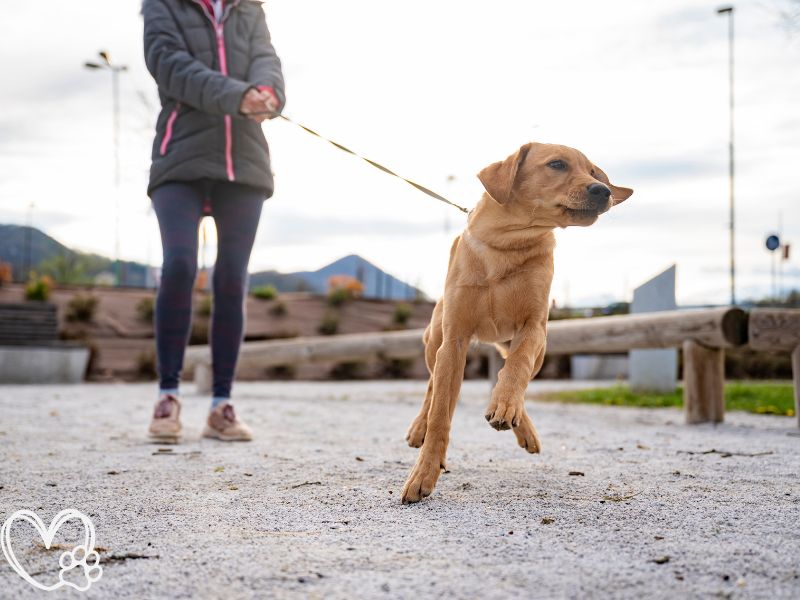 How to Train Your Dog to Walk on a Leash