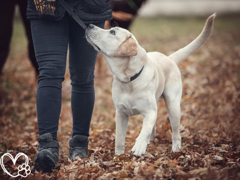 How to Train Your Dog to Walk on a Leash