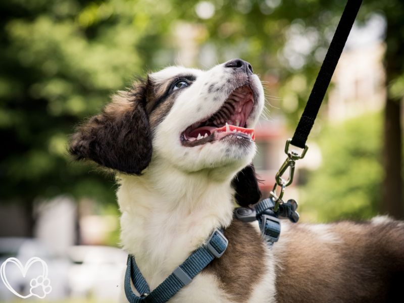 How to Train Your Dog to Walk on a Leash