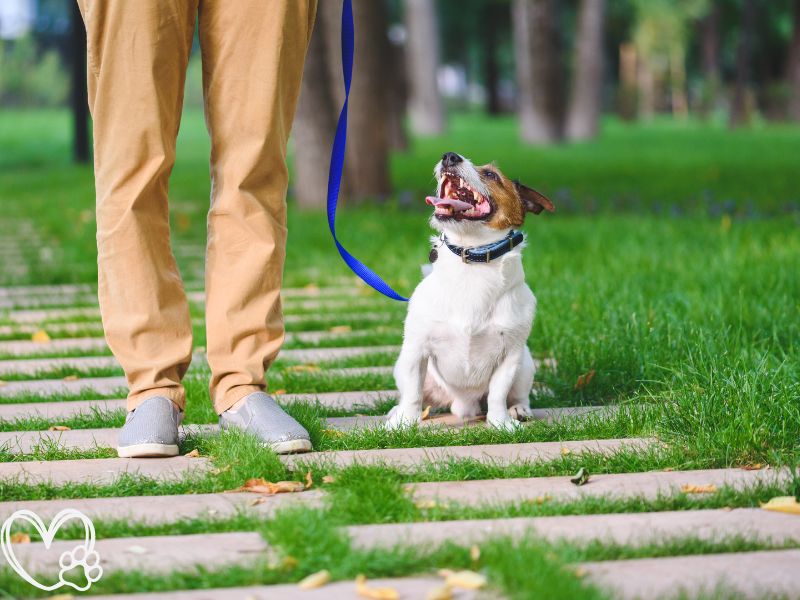 How to Train Your Dog to Walk on a Leash