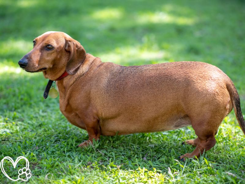 Effective Strategies for Managing Your Pet's Weight