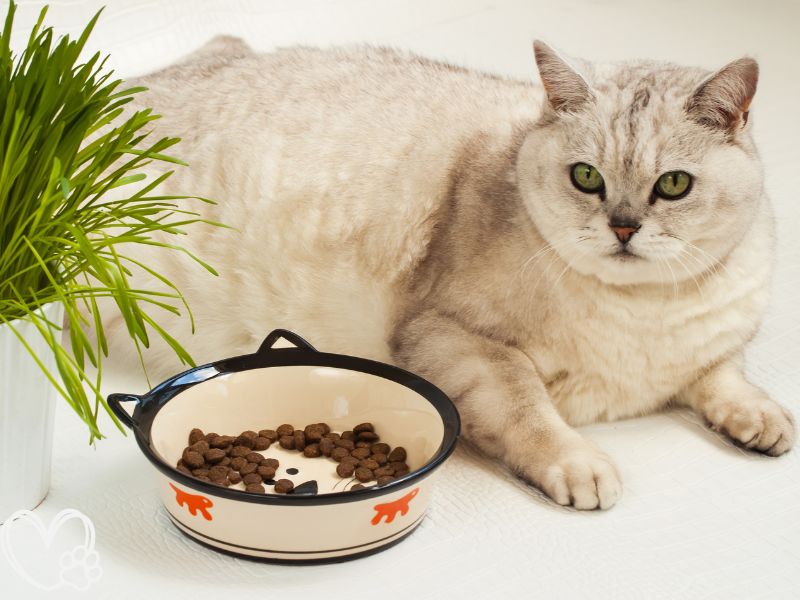 Effective Strategies for Managing Your Pet's Weight